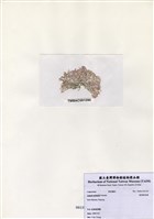 藏品(鼓苞粉枝藻)的圖片